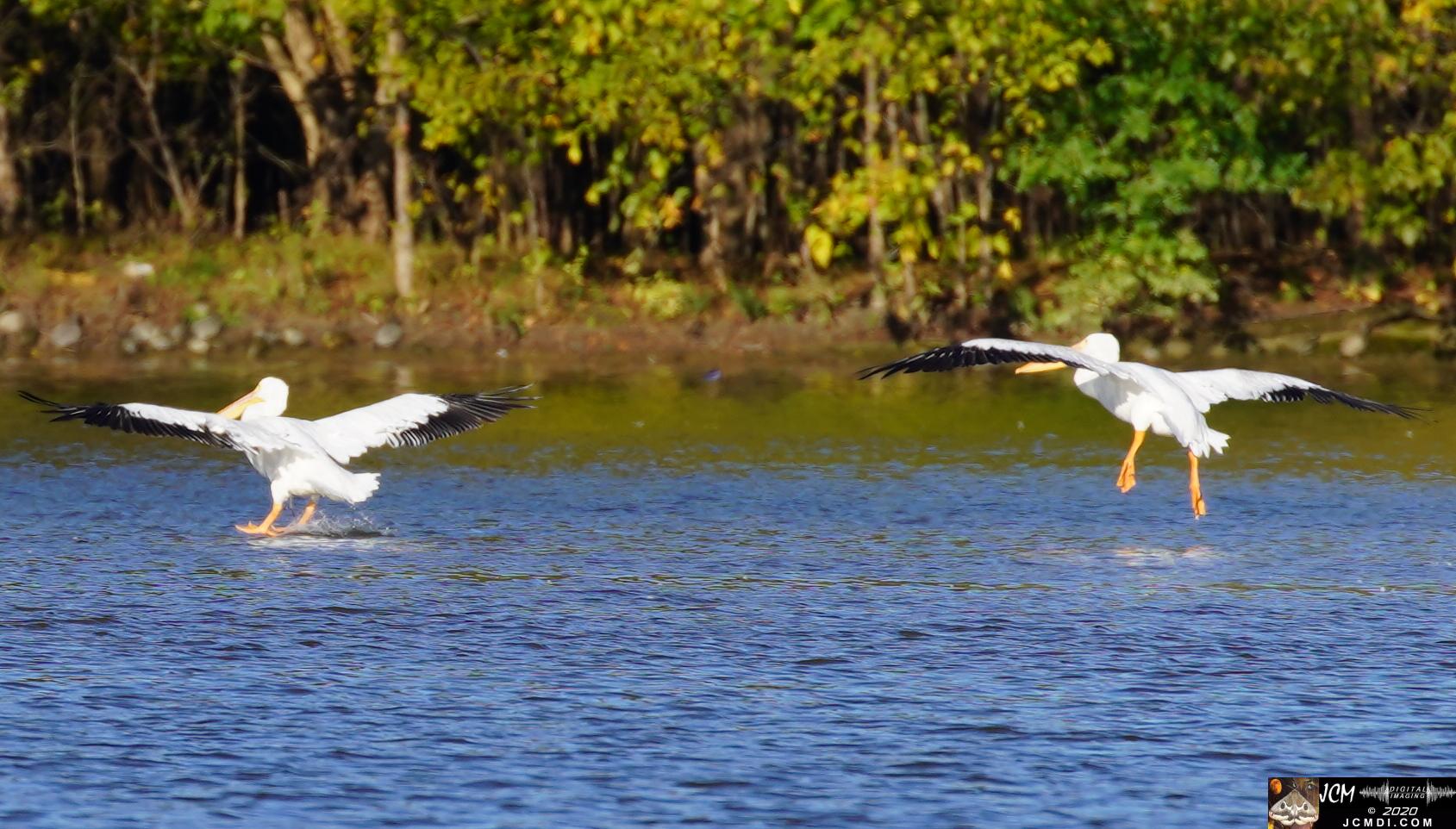 20201030 Old Hickory Lake TN Pelicans